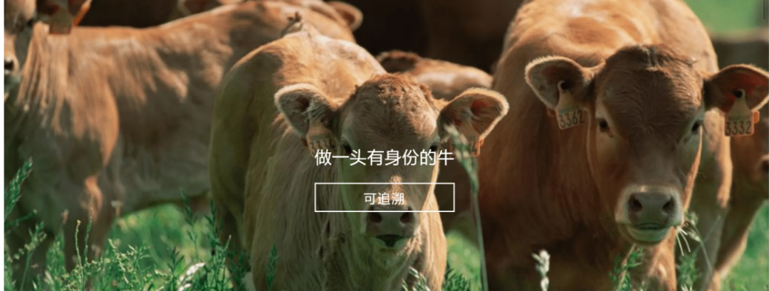 三亿在线官网参与制定《牛肉追溯技术规程》国家标准 助力牛肉产品“从产地到餐桌”追溯管理上行快车道